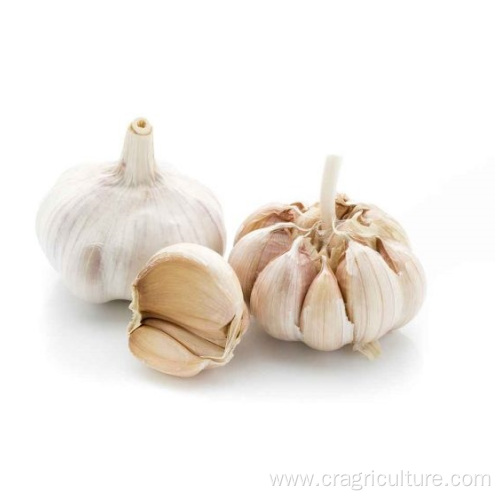 Sell Fresh Vegetable Garlic Bulk Price